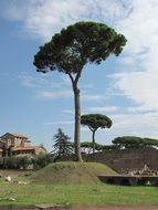 trees with round crowns