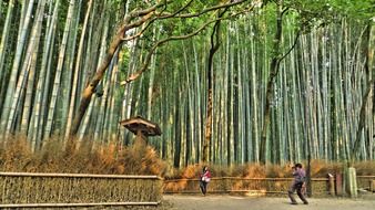 bamboo forest in the park