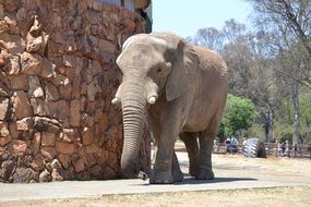 extraordinarily beautiful elephant