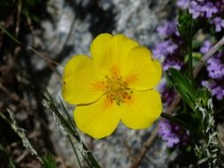 cute alps brown flower