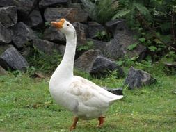 the white swan majestically walks through the grass