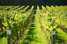 huge grape field in France