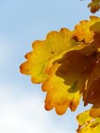 oak leaves against a bright sky