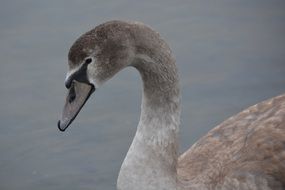 brown whooper swan in the pond
