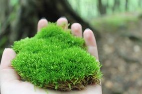 green moss on hand close-up on blurred background