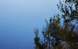 reflection of trees in water landscape