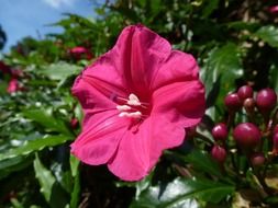 closeup view of pink flowers on a bush in Sri Lanka