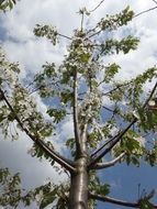 attractive apple blossomed tree