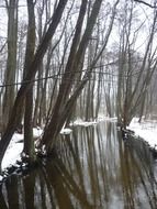 winter forest snow trees