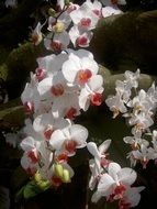 blooming white orchids