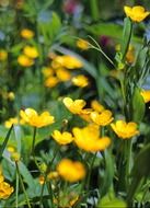 yellow flower Caltha Palustris