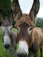 Close-up of donkeys
