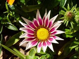 pink white garden flower