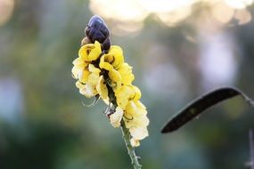 yellow tropical flower