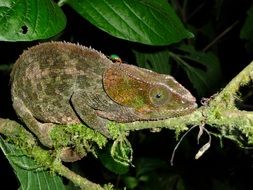 chameleon disguised as the color of a branch