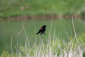 Red-winged blackbird on the grass on a blurred background