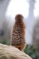 meerkat sitting on a stone in nature