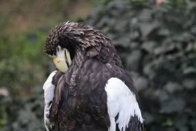 portrait of bird of prey cleans feathers