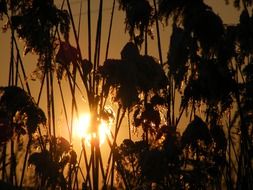 landscape of reed against the bright sun at sunset