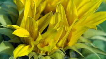 yellow sunflower petals