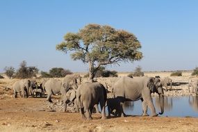 elephants in the wild namibia