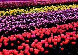 tulips varieties