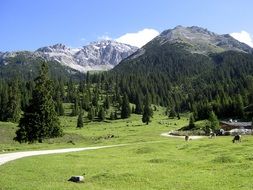Mountain meadow in Tyrol