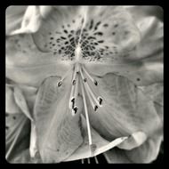 black and white picture of a garden flower