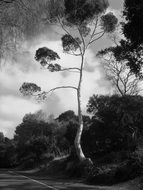 curved tall tree, black and white