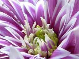 purple and white flower petals