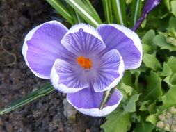 Purple and white flowers blossom