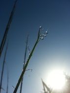 drop of water reed pearl sky