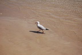 gentle and cute bird