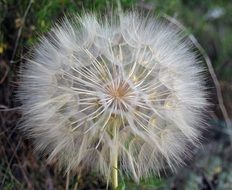 White fluffy dandelion closeup