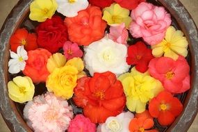 flowers in a bowl with water