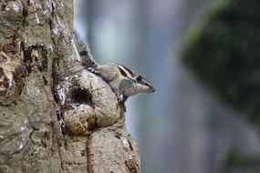 small gray rodent on a tree