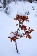 closeup photo of tree with yellow leaves in the snow