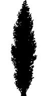 tree silhouette black drawing