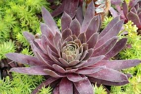 sempervivum plant in a garden