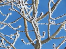 frost branch tree