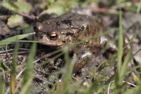 macro photo of Toad in the grass