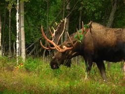 moose with big horns in nature in alaska