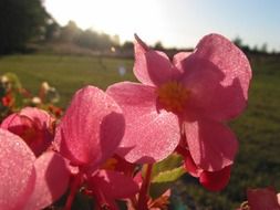 Pink flowers on a green meadow