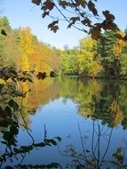 Colorful forest plants on the beautiful lake with reflections in autumn