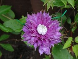 purple petals and white flower core