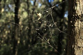 spider web in the sun in the autumn forest