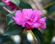macro photo of pink camelia flower in a garden
