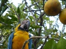 parrot landscape