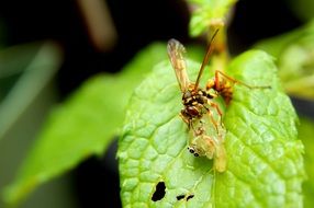 insects on the tree leaf