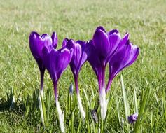 purple crocus flowers on a meadow